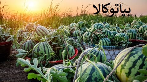 کاشت هندوانه در نیشابور